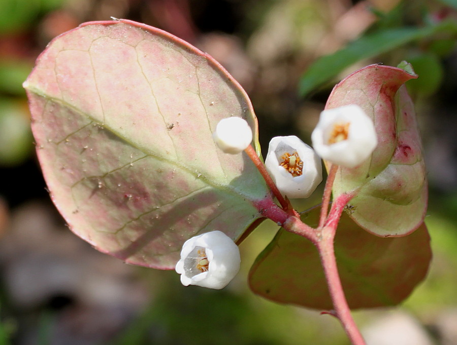 Image of Gaultheria procumbens specimen.