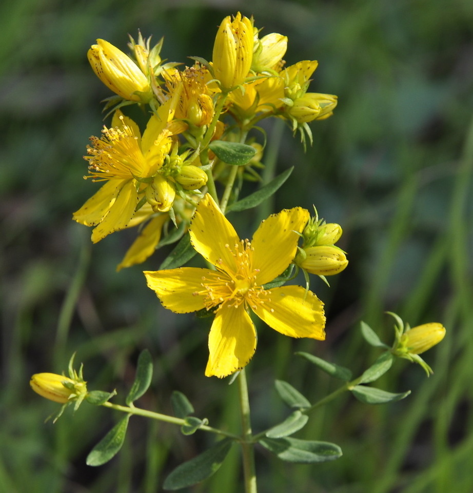 Image of genus Hypericum specimen.