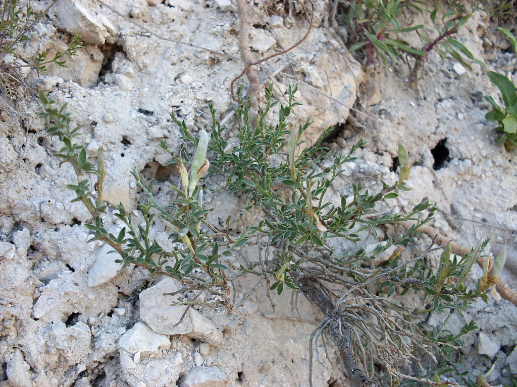 Изображение особи Genista scythica.