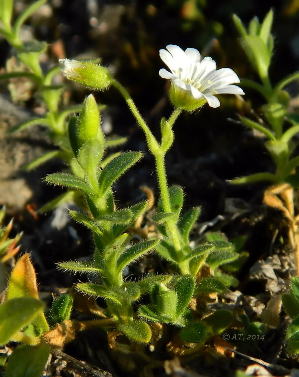 Image of Cerastium beeringianum specimen.