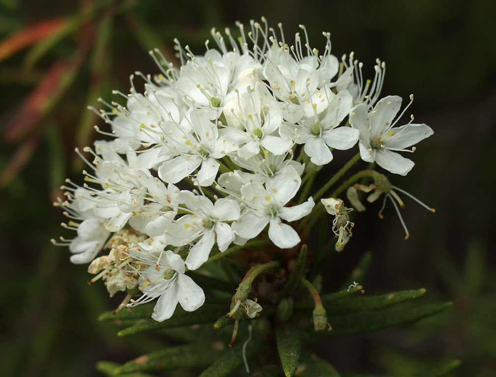 Image of Ledum palustre specimen.