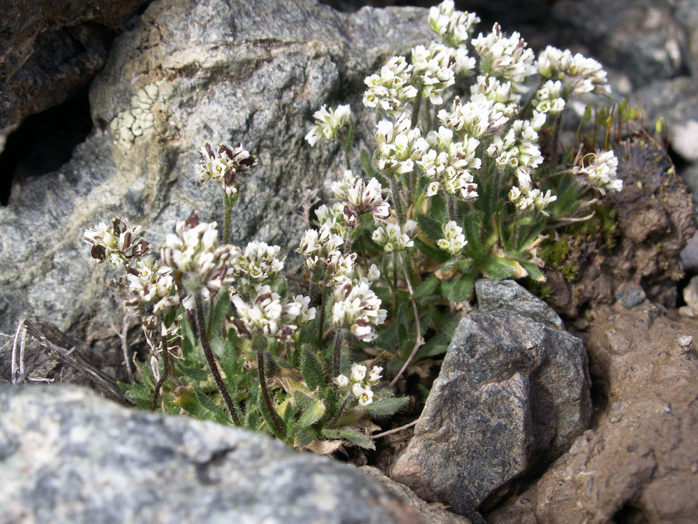 Изображение особи род Draba.