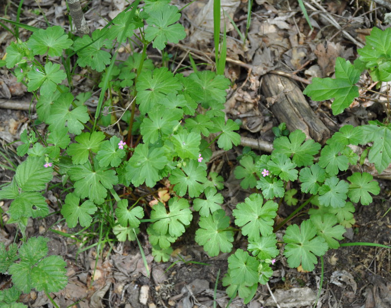 Изображение особи Geranium lucidum.