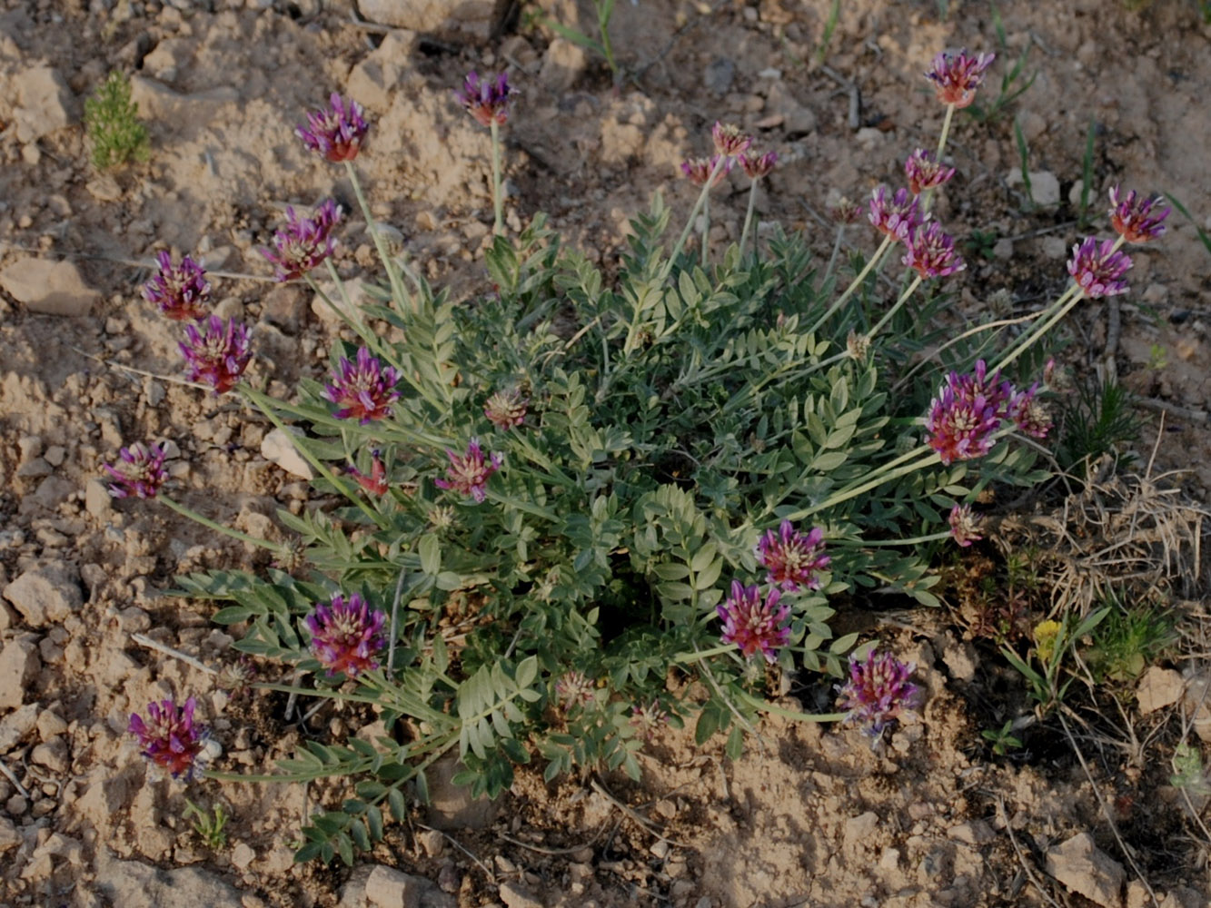 Изображение особи Astragalus pseudonobilis.