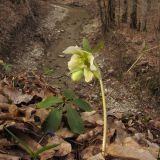 Helleborus caucasicus. Цветущее растение. Краснодарский край, Абинский р-н, окр. станицы Шапсугская, дубовый лес. 08.03.2014.