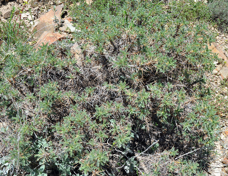 Image of Astragalus microcephalus specimen.