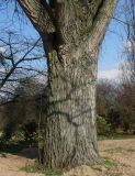 Populus deltoides. Ствол с основаниями скелетных ветвей. Германия, г. Дюссельдорф, Ботанический сад университета. 02.03.2014.