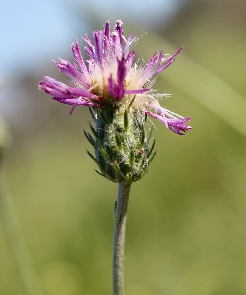 Изображение особи Carduus argentatus.