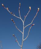 Aronia arbutifolia. Веточка с распускающимися почками. Германия, г. Дюссельдорф, Ботанический сад университета. 13.03.2014.