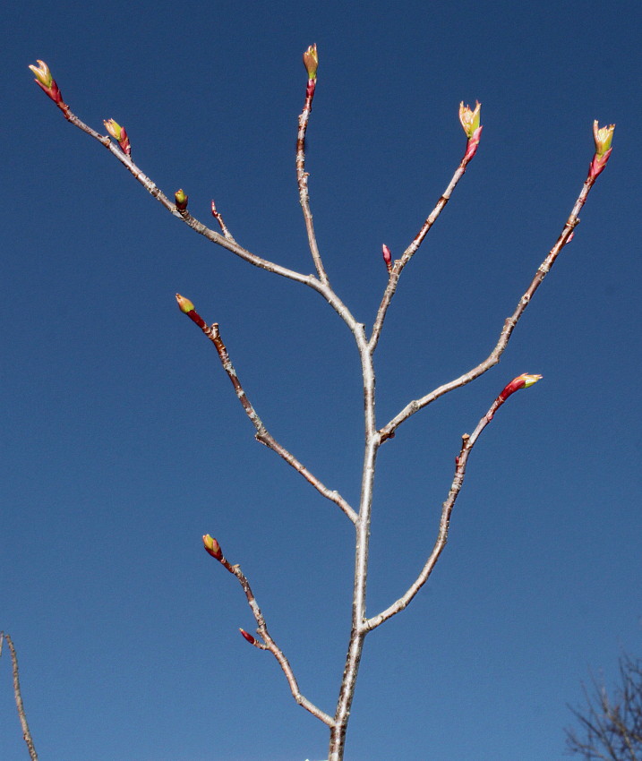 Image of Aronia arbutifolia specimen.