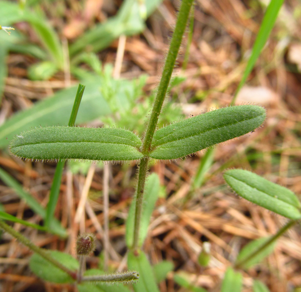 Изображение особи Cerastium pseudobulgaricum.