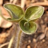 Hepatica asiatica. Разворачивающийся лист. Приморский край, Шкотовский р-н, пос. Подъяпольск, склон, поросший кустарником. 26.04.2014.