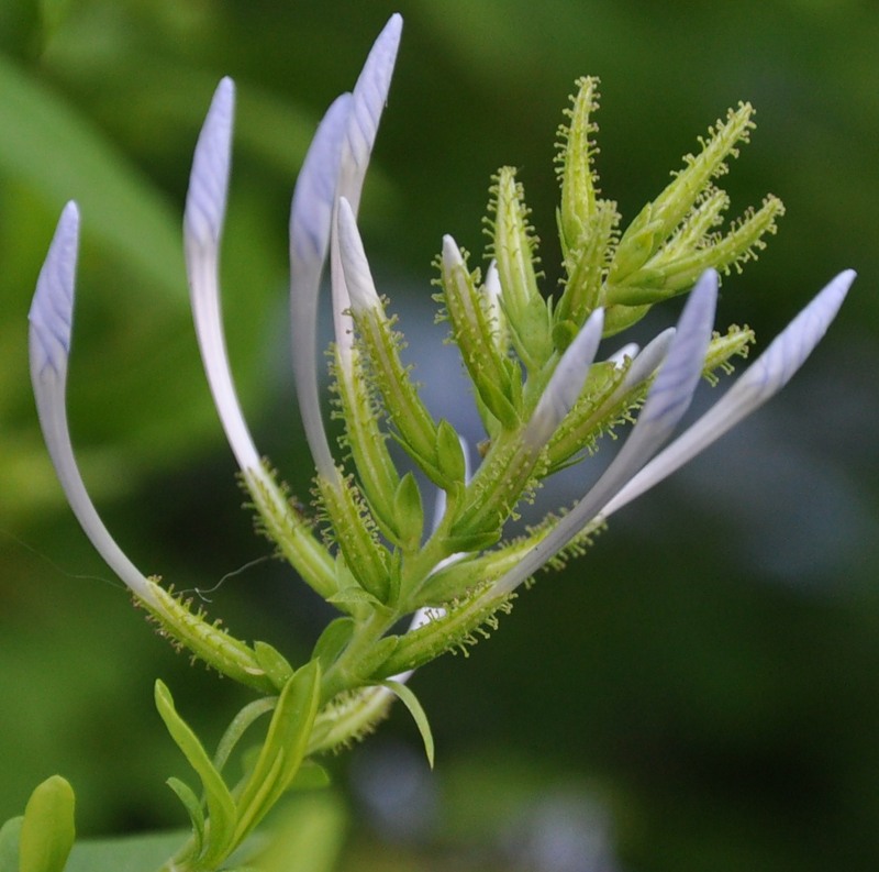 Image of Plumbago auriculata specimen.