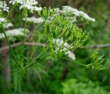 Anthriscus sylvestris