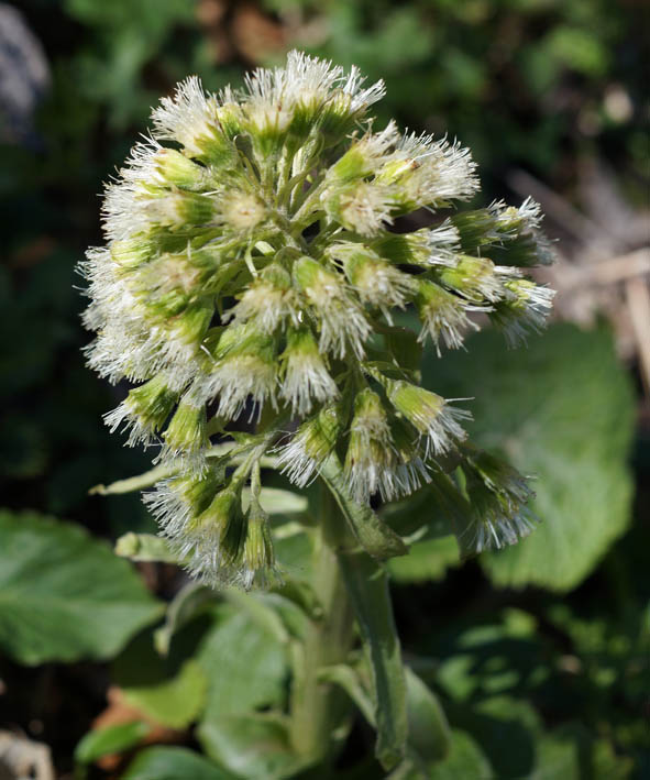 Изображение особи Petasites albus.