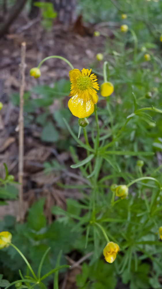 Изображение особи род Ranunculus.