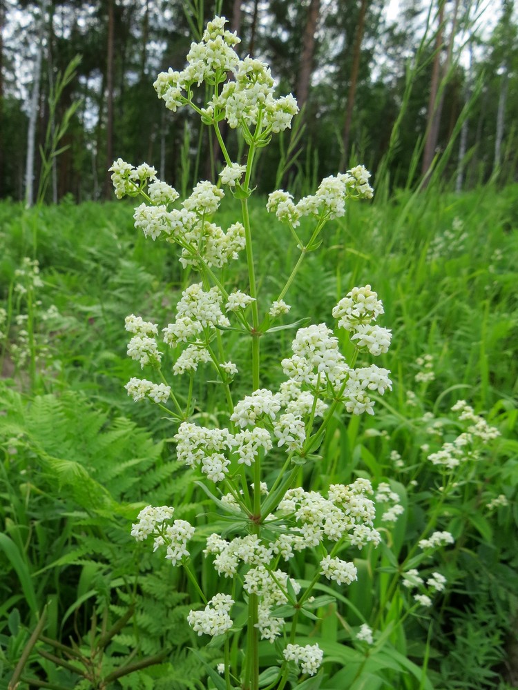 Image of Galium boreale specimen.