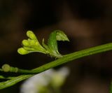 Crambe hispanica
