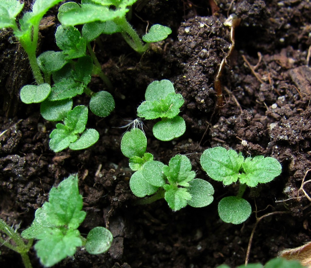 Изображение особи Urtica dioica.