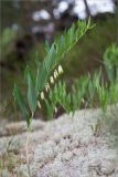 Polygonatum odoratum. Цветущее растение. Ленинградская обл., Лужский р-н, окр. дер. Сяберо, беломошный сосновый бор. 08.06.2014.