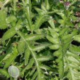 Papaver orientale. Бутон и листья ('Royal Wedding'). Германия, г. Дюссельдорф, Ботанический сад университета. 02.06.2014.
