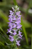 Image of taxon representative. Author is Роман Провидухин