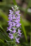 Dactylorhiza baltica