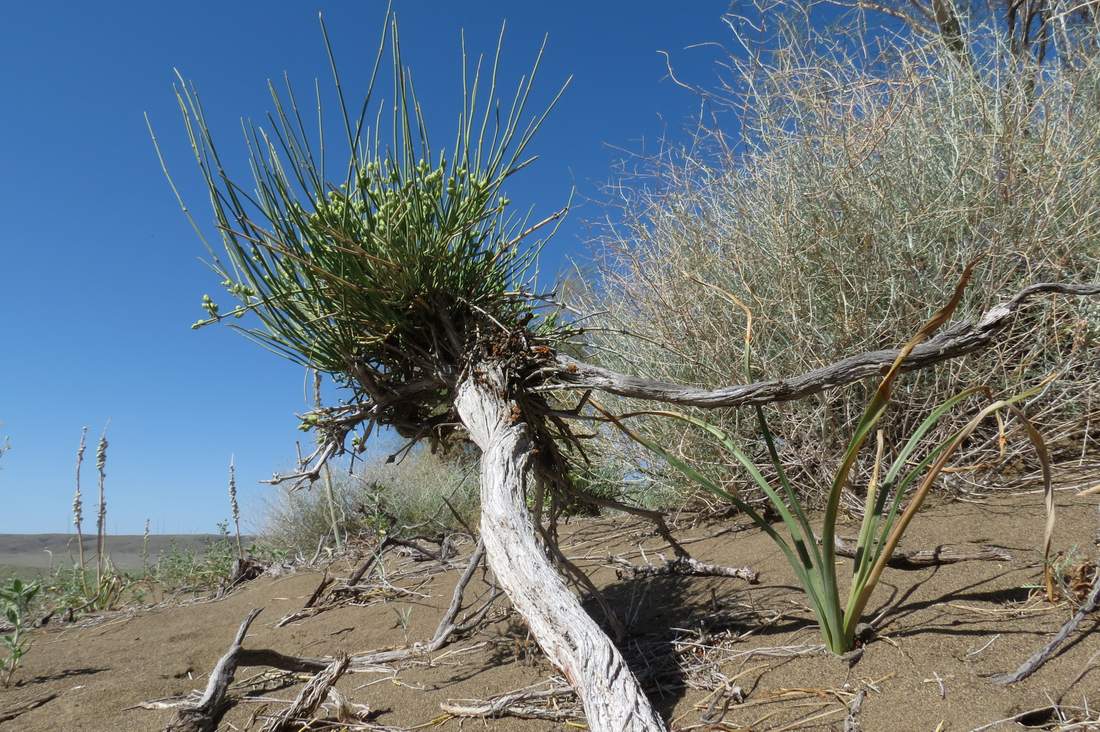 Image of Ephedra lomatolepis specimen.