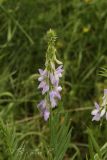 Galega officinalis