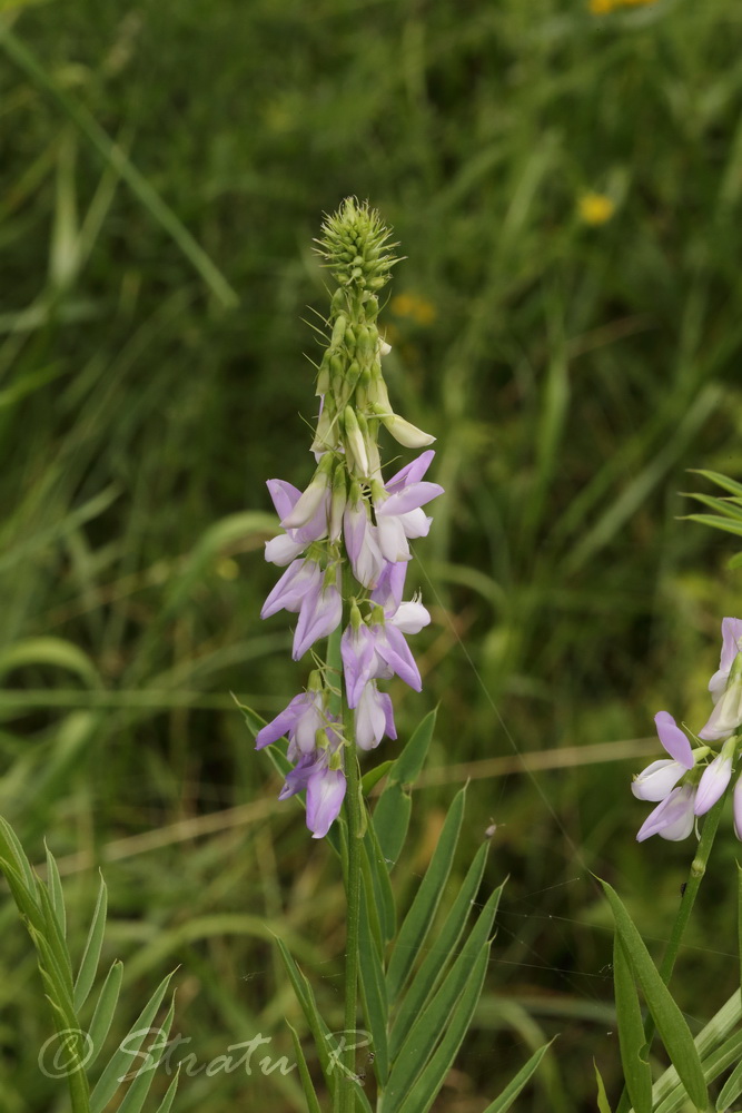 Image of Galega officinalis specimen.