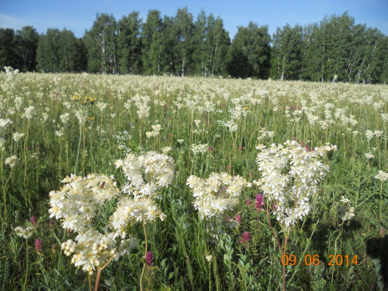 Изображение особи Filipendula vulgaris.