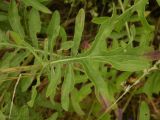 Centaurea adpressa