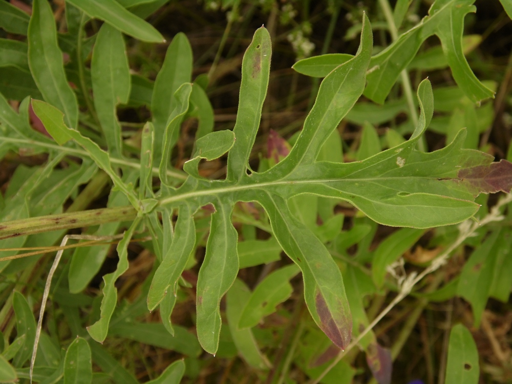 Изображение особи Centaurea adpressa.