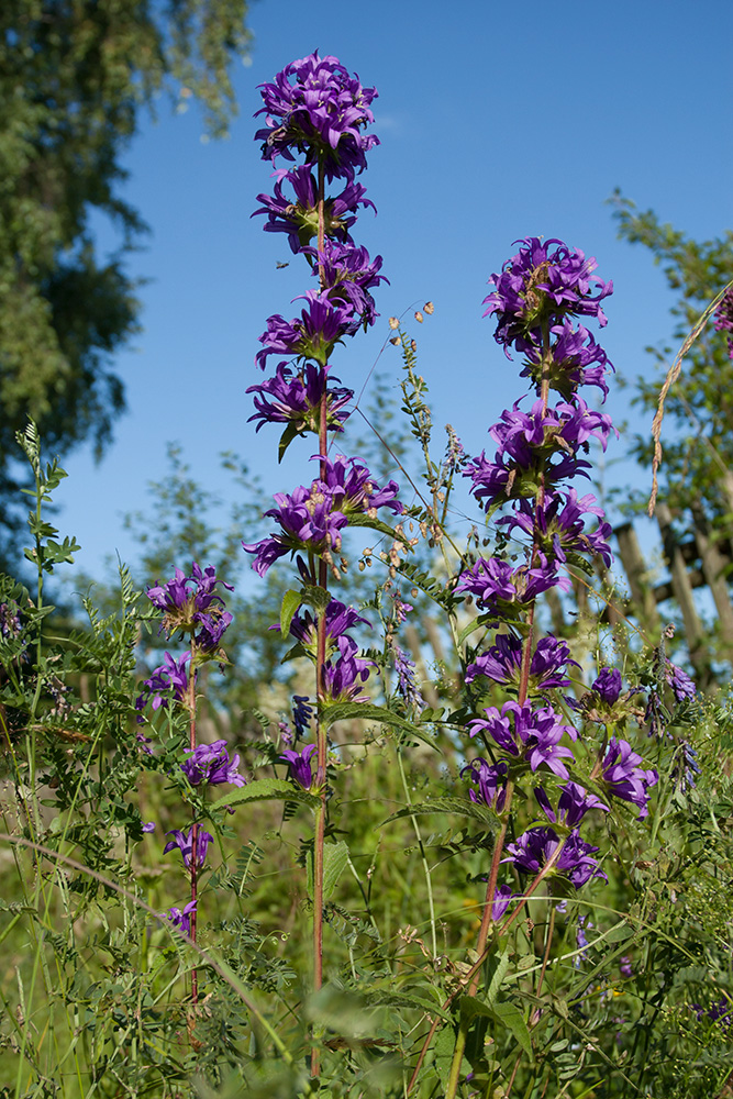 Изображение особи Campanula glomerata.