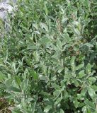 Salix glauca. Фрагмент растения. Кольский полуостров, Восточный Мурман, пос. Дальние Зеленцы. 21.07.2009.