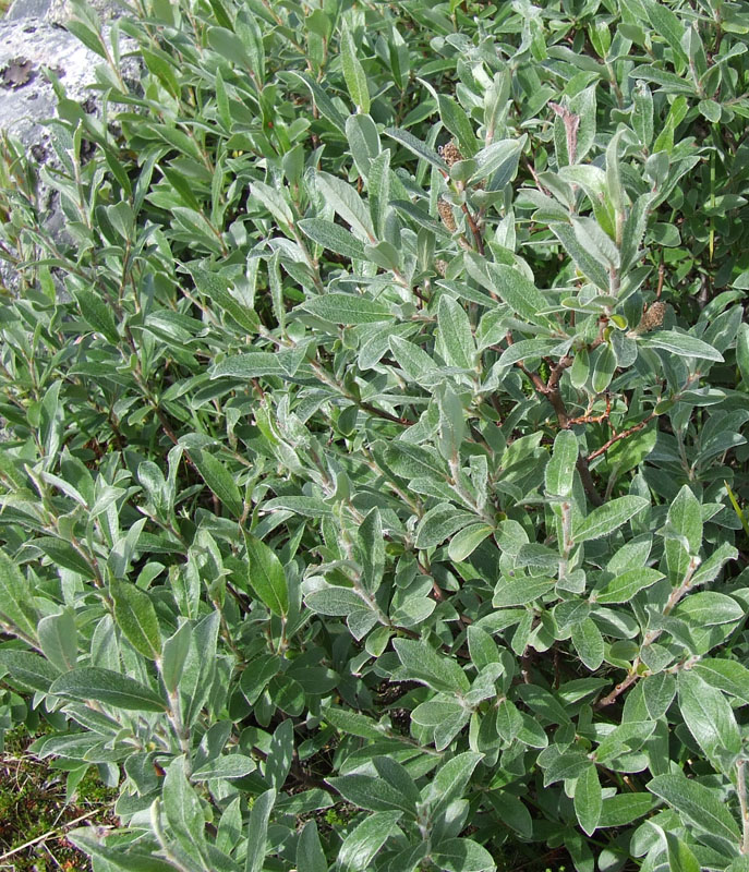 Изображение особи Salix glauca.