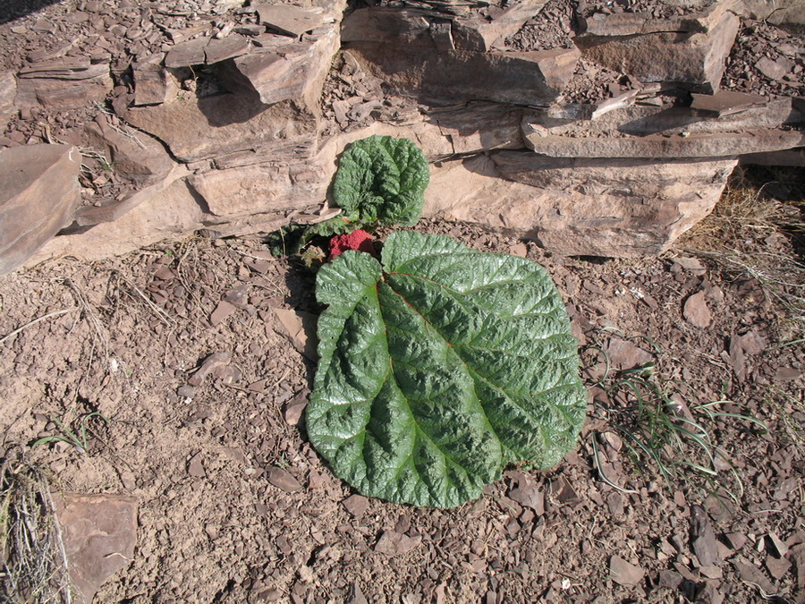 Image of Rheum tataricum specimen.