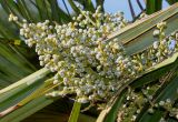 Trachycarpus fortunei. Невызревшее соплодие. Германия, г. Дюссельдорф, Ботанический сад университета. 03.07.2014.