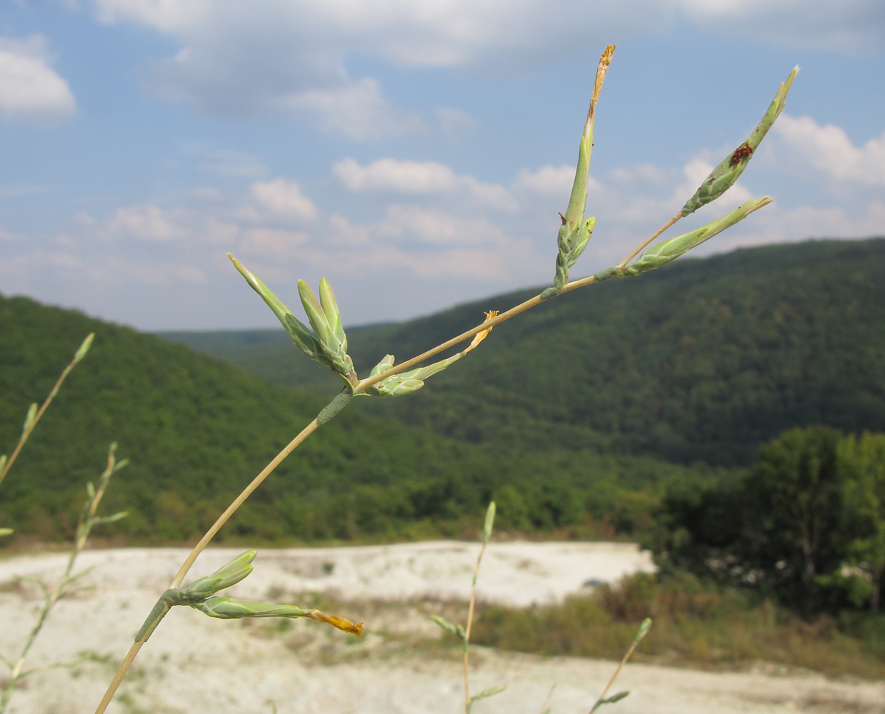Image of Scariola viminea specimen.