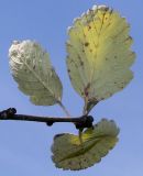 Sorbus mougeotii