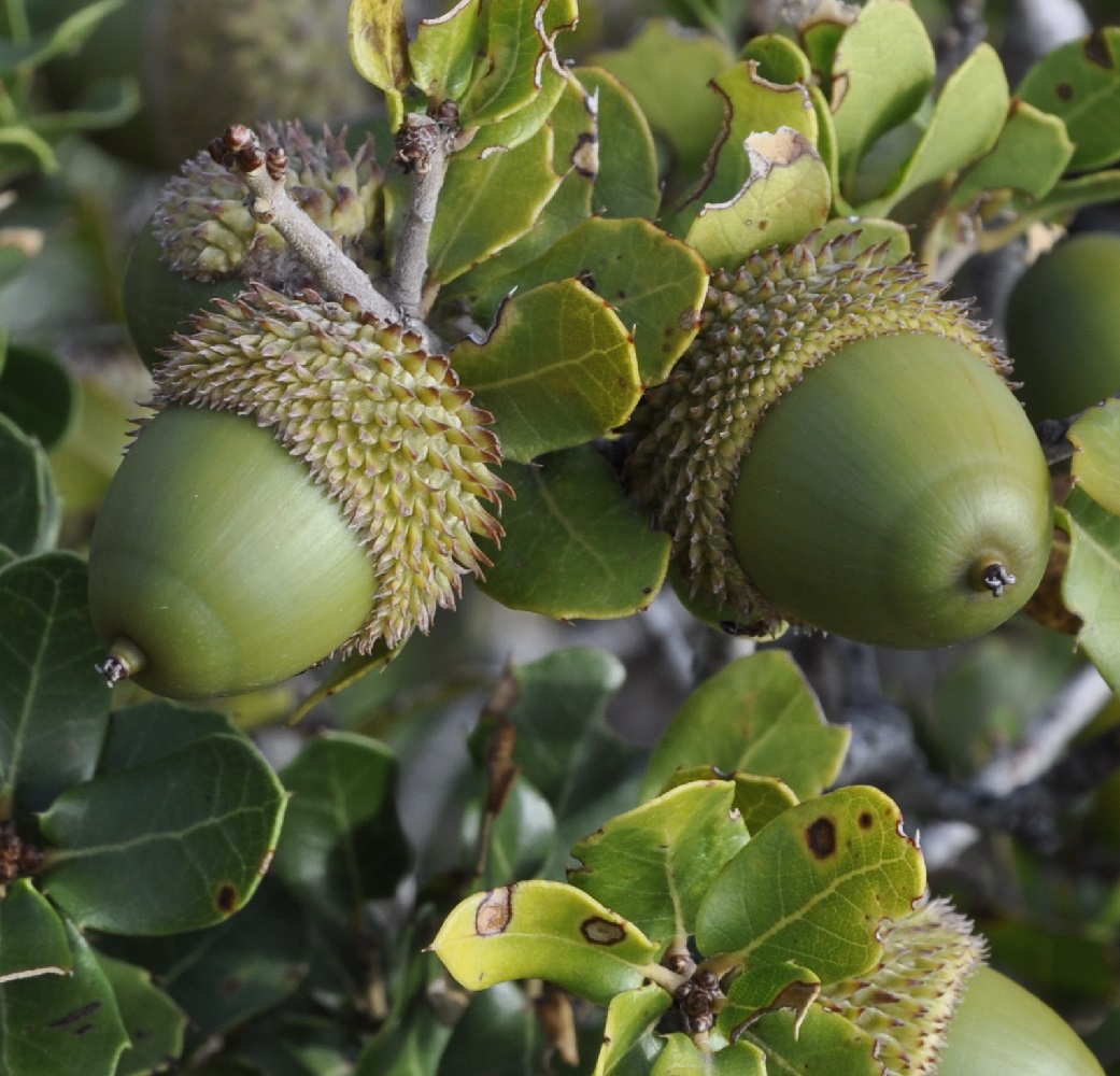 Изображение особи Quercus coccifera.