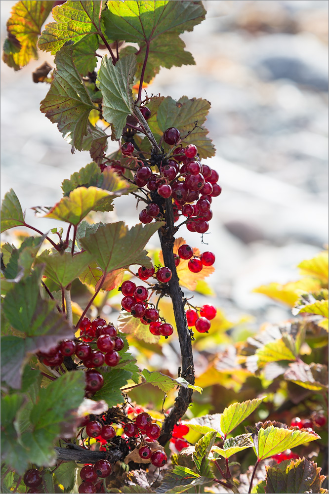 Image of Ribes glabrum specimen.