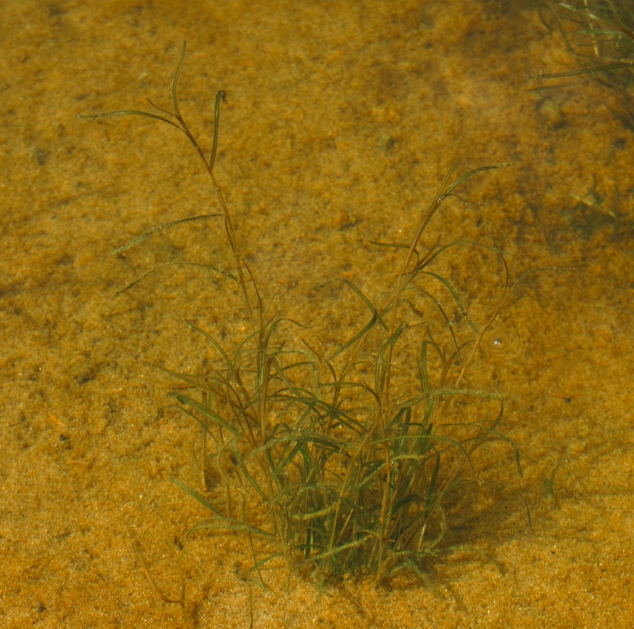 Изображение особи Potamogeton berchtoldii.