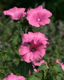 Malva trimestris