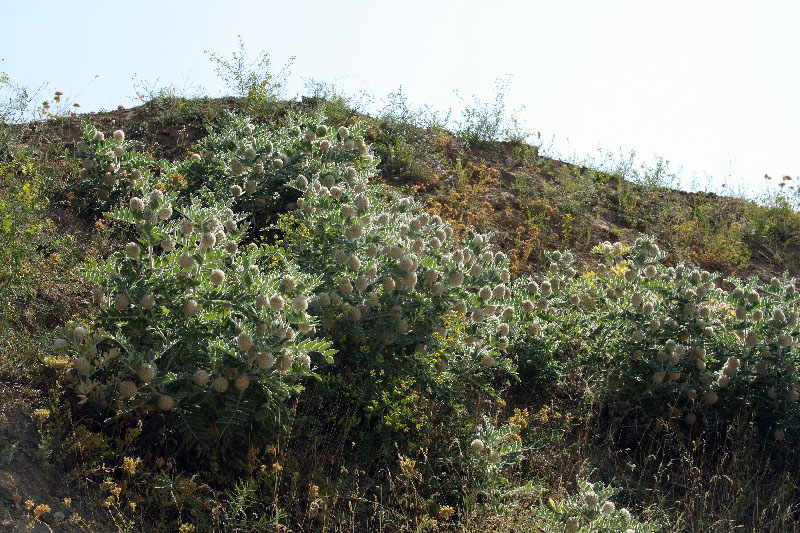 Изображение особи Astragalus eximius.