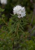 Ledum palustre