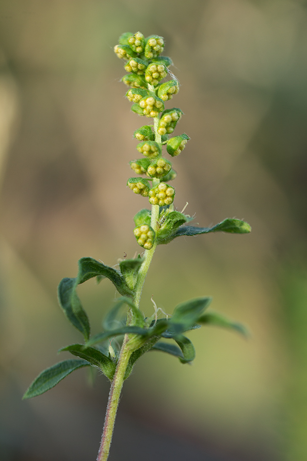 Image of Ambrosia artemisiifolia specimen.