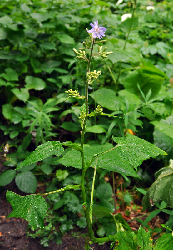 Изображение особи Cicerbita macrophylla.