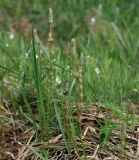 Equisetum sylvaticum. Спороносящие растения. Московская обл., Раменский р-н, окр. ж.-д. платформы Хрипань, просека под ЛЭП. 13.05.2014.