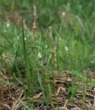 Equisetum sylvaticum